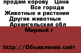 продам корову › Цена ­ 70 000 - Все города Животные и растения » Другие животные   . Архангельская обл.,Мирный г.